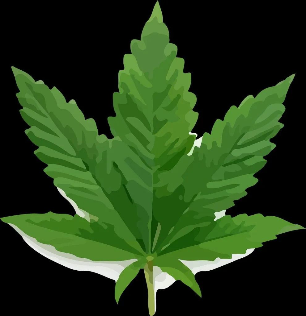 राजधानीत उगवले गांजाचे रोपटे Marijuana plants sprouted in the capital