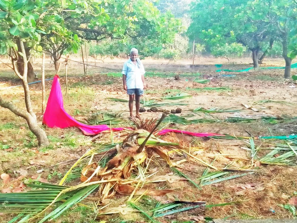 Damage to horticultural crops by a herd of elephants in Kaundal