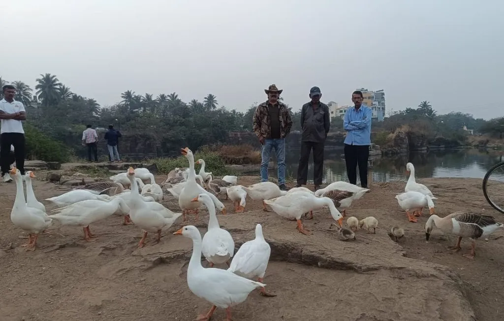 रंकाळा तलावाकाठी 39 राजहंसांचा दिमाखात विहार 39 swans enjoy a peaceful stroll at Rankala Lake