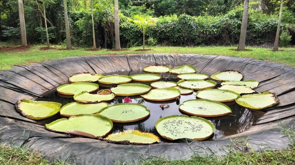 30 percent of the country's plants are conserved in botanical gardens