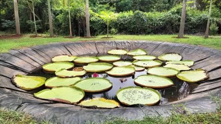 30 percent of the country's plants are conserved in botanical gardens