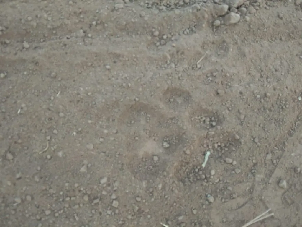 सादळे येथे बिबट्याचे दर्शन Leopard sighting at Sadale