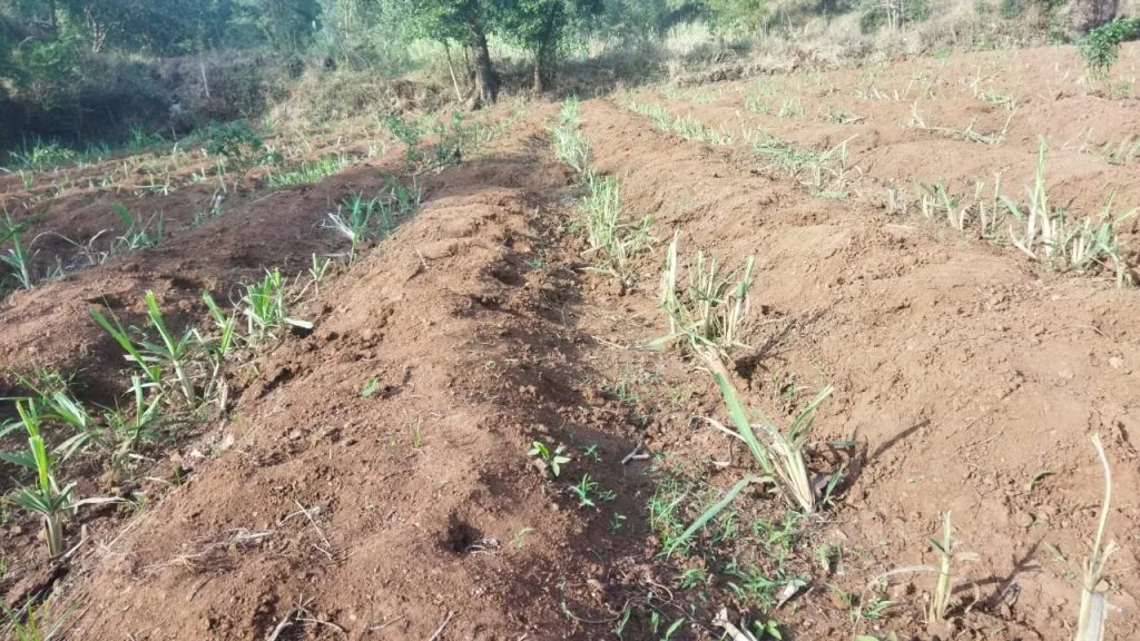 शिरगाव-मुसळवाडी परिसरात गव्यांकडून पिकांचे नुकसान Crop damage by locusts in Shirgaon-Musalwadi area