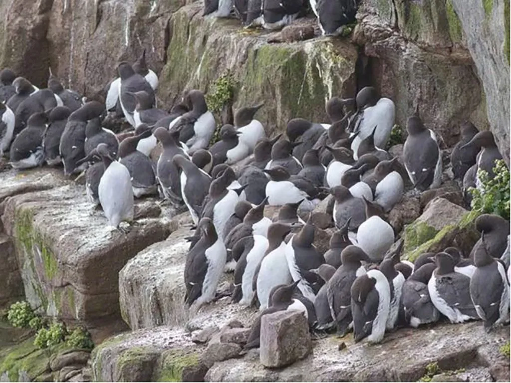 An island needs a manager