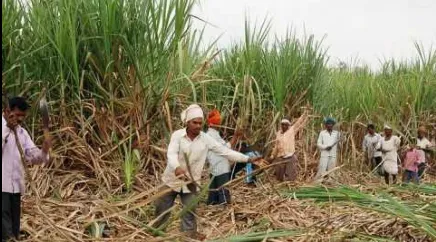 Arrest the fraudulent sugarcane harvesters