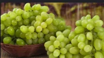 Demand for grapes increased in European countries