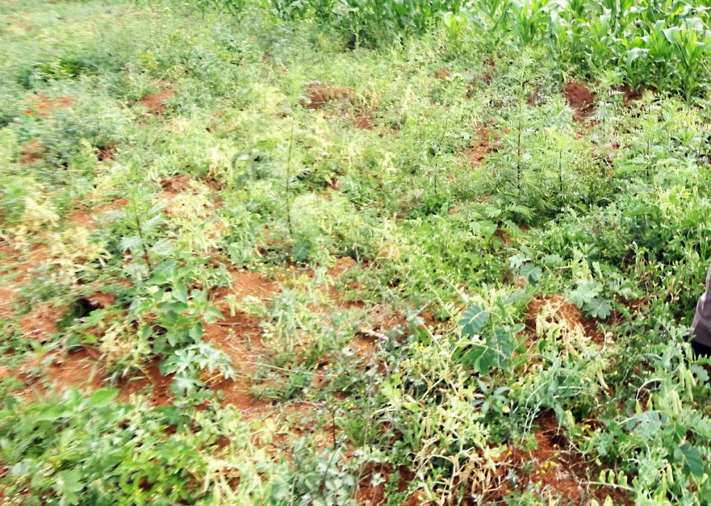Pest infestation on rabi crops