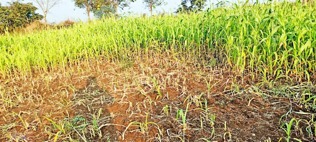 जैतनमाळ हद्दीतील शेतातील ज्वारीची चोरी, शेतकऱ्याचे नुकसान Theft of jowar from a field in Jaitanmal area, farmer suffers loss