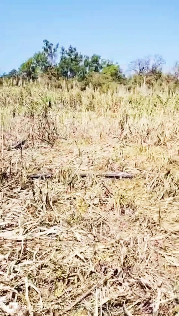Sugarcane damage from elephants in Gunjit