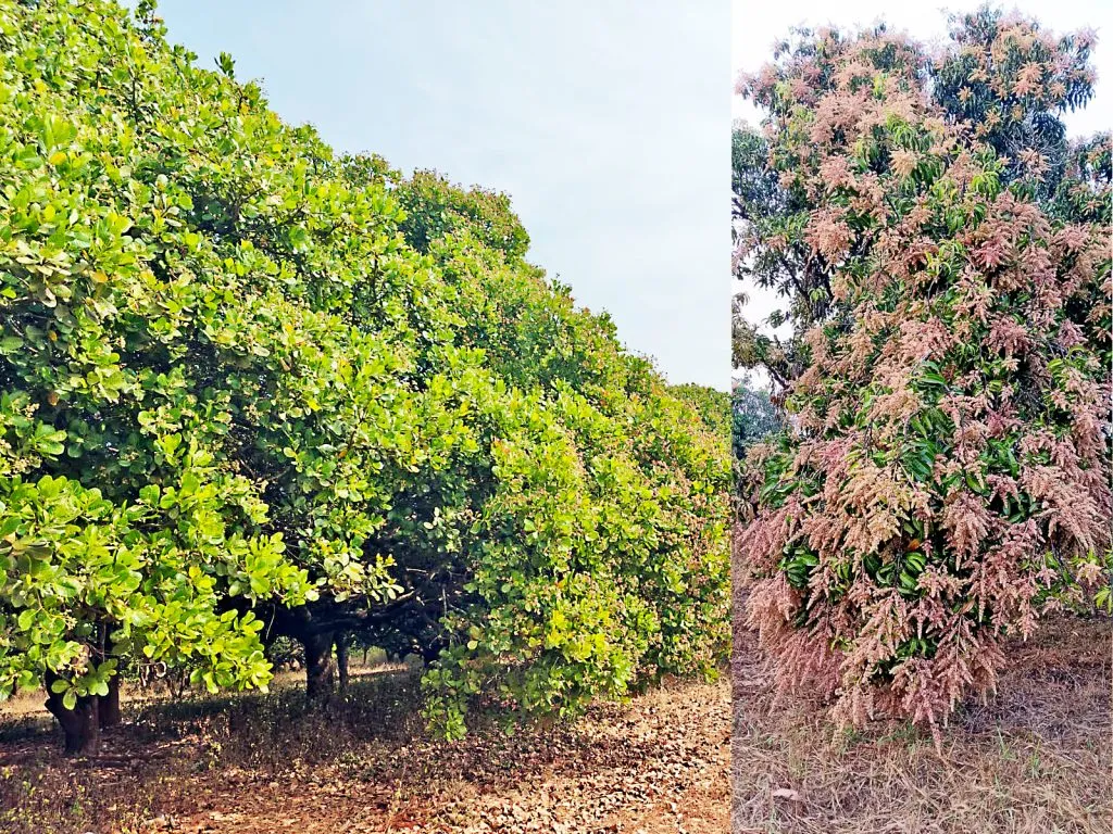 Cashew and mango trees are in full bloom.