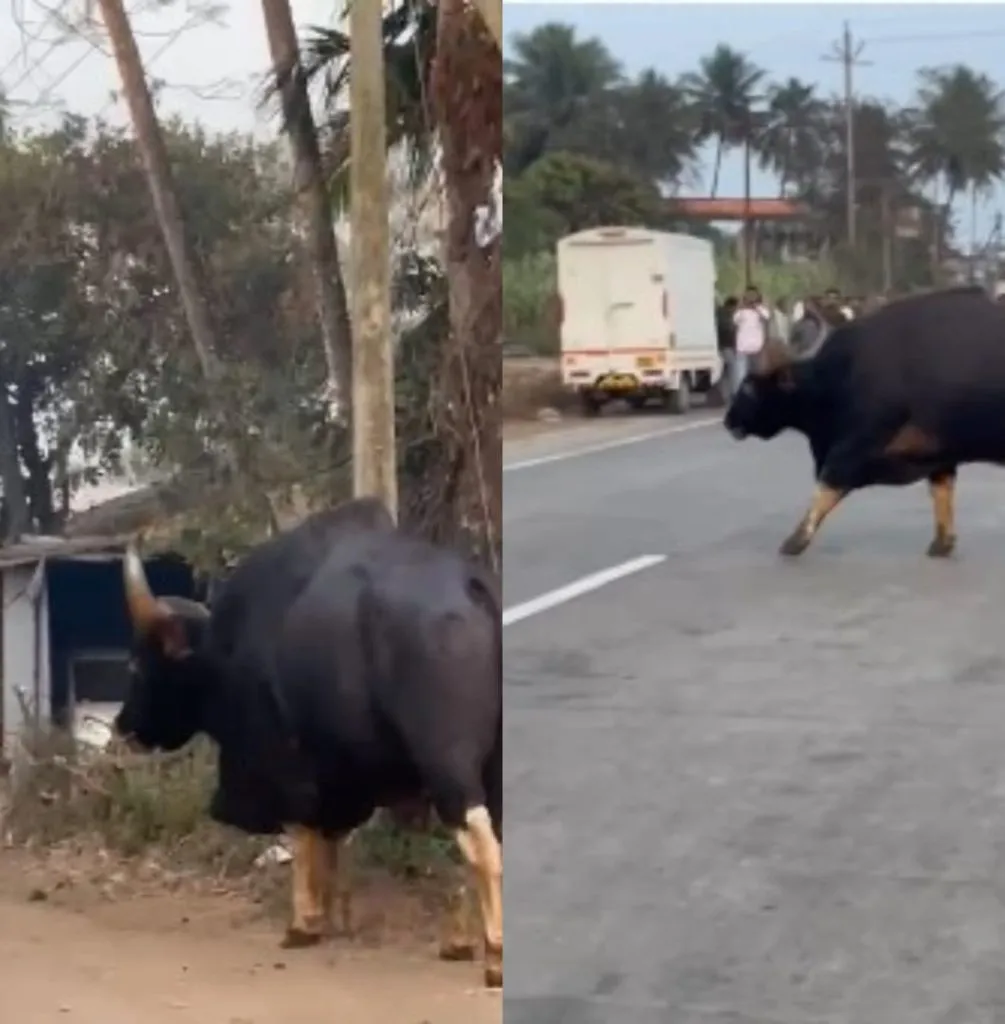 Bison tour in Malharpeth market in Panhala taluka