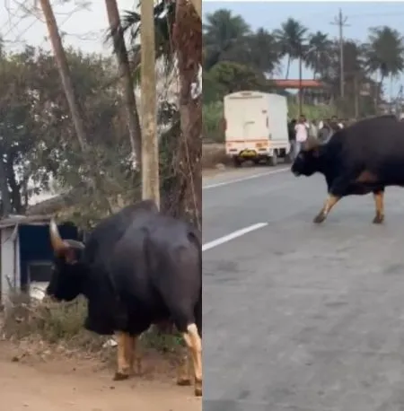 Bison tour in Malharpeth market in Panhala taluka