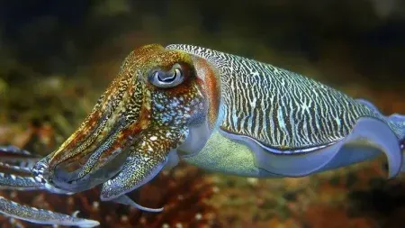 Big catch of 'cuttlefish' in Harnet