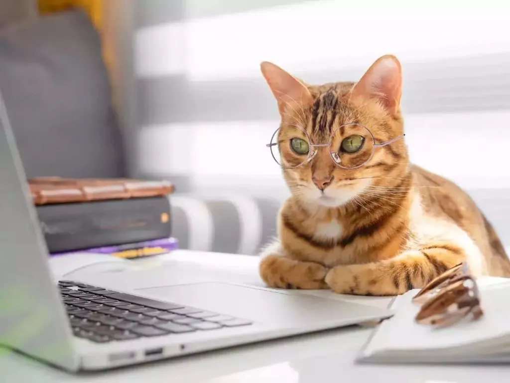 Lost job because of a cat!