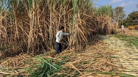 ऊस तोडायचाय, मग खुशाली द्या ! Sugarcane needs to be cut, then give it to Khushali!