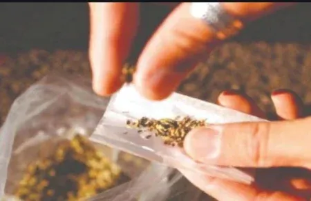 किलोत सापडणाऱ्या गांजाकडे लक्ष ; पण पुडीकडे दुर्लक्ष Hashish worth Rs 21.98 lakh seized in Harmal