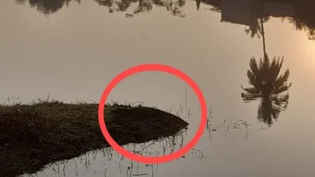 सावंतवाडी मोती तलावात मगरीचे दर्शन