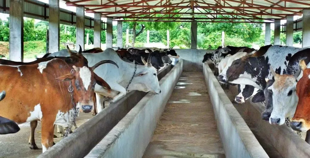 Emphasis will be placed on the maintenance of cowsheds.