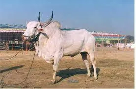 The journey of game animals from Sunday