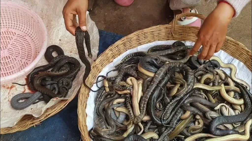 Cobra meat is sold in Indonesia