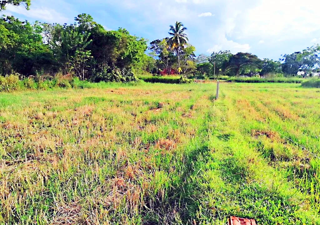 Land grabbing: Three survey officers suspended