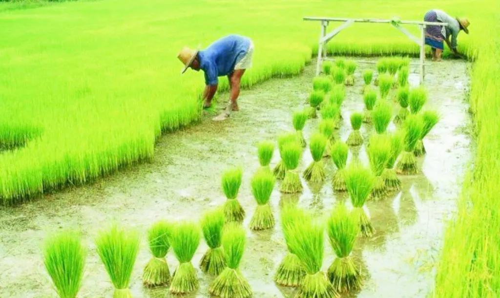 Good monsoon, Rabi bring 'good days' to the agriculture sector