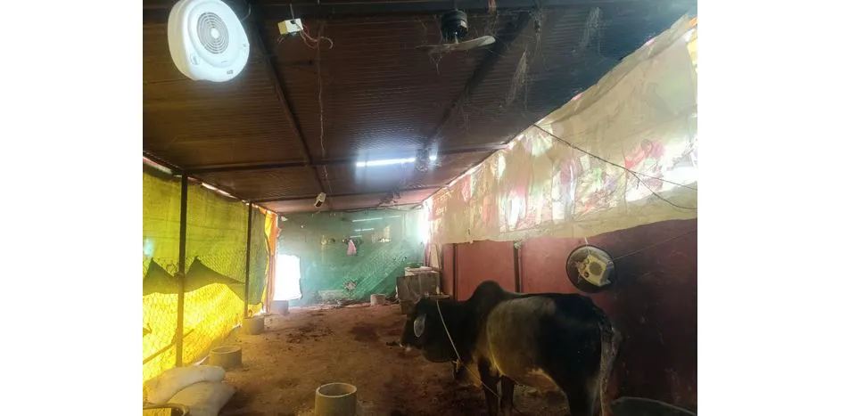 Even cows are pampered...