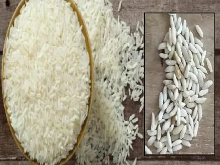 तांदळातील सुक्ष्म प्लास्टिक प्रदुषणाचे भारतात संशोधन Research in India on microplastic pollution in rice