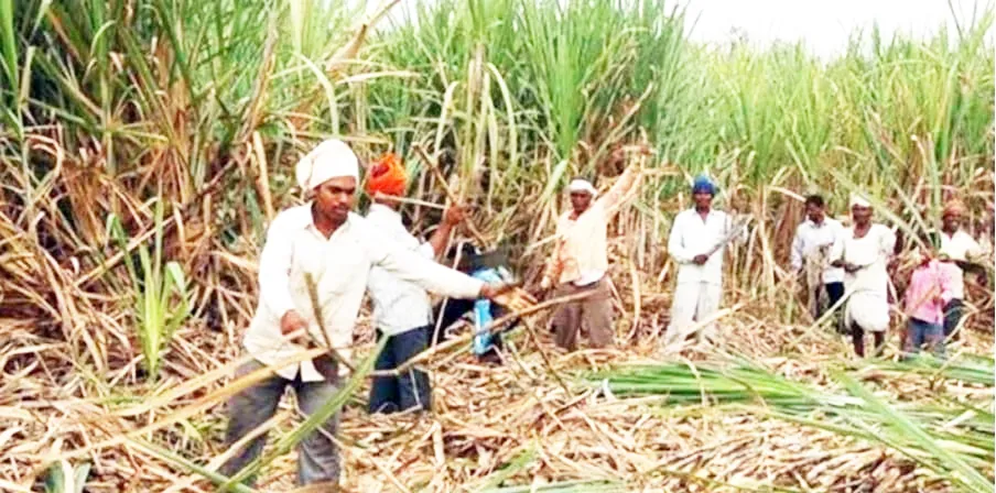 पश्चिम भागात ऊसतोडणी अंतिम टप्प्यात Sugarcane harvesting in the western region is in its final stages.