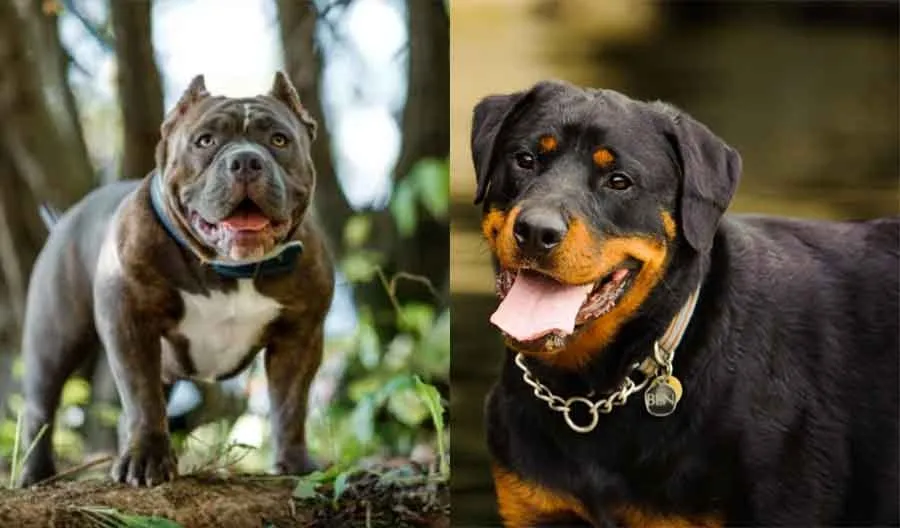 Ban on Rottweiler, Pitbull dogs