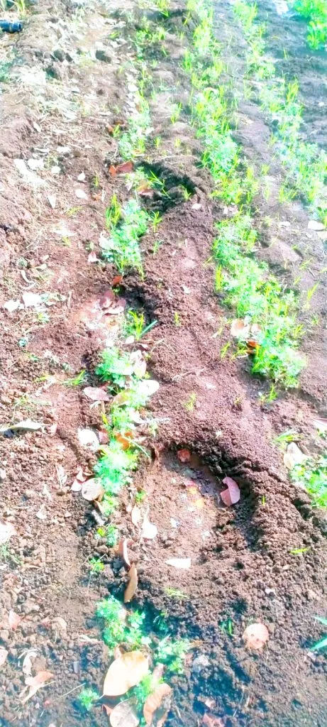 'That' elephant diverted its march towards the Karle area