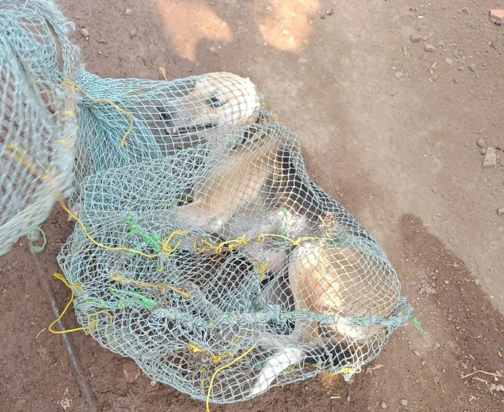 Municipality's campaign to catch stray dogs