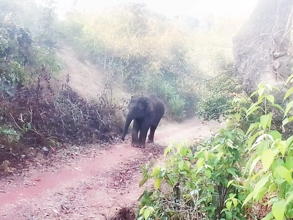 Elephant stampede in Rakaskop area