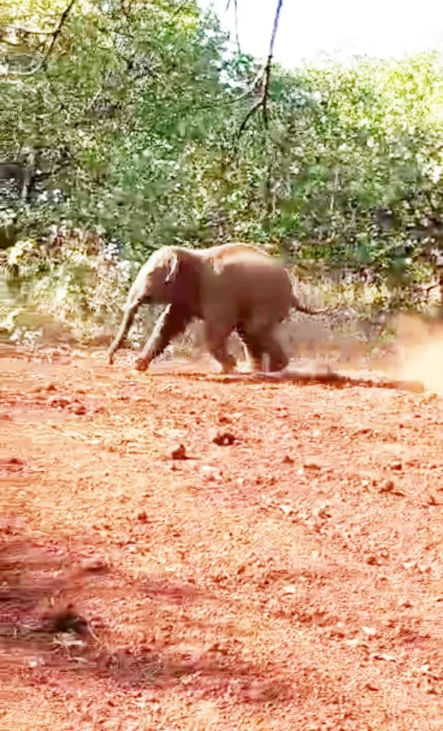 Elephants not found in Rakskop area, forest department desperate