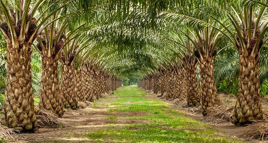 Subsidy for palm oil cultivation