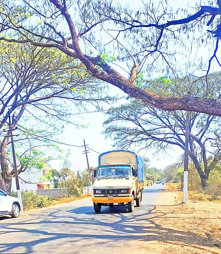 Remove branches that are crossing the road.