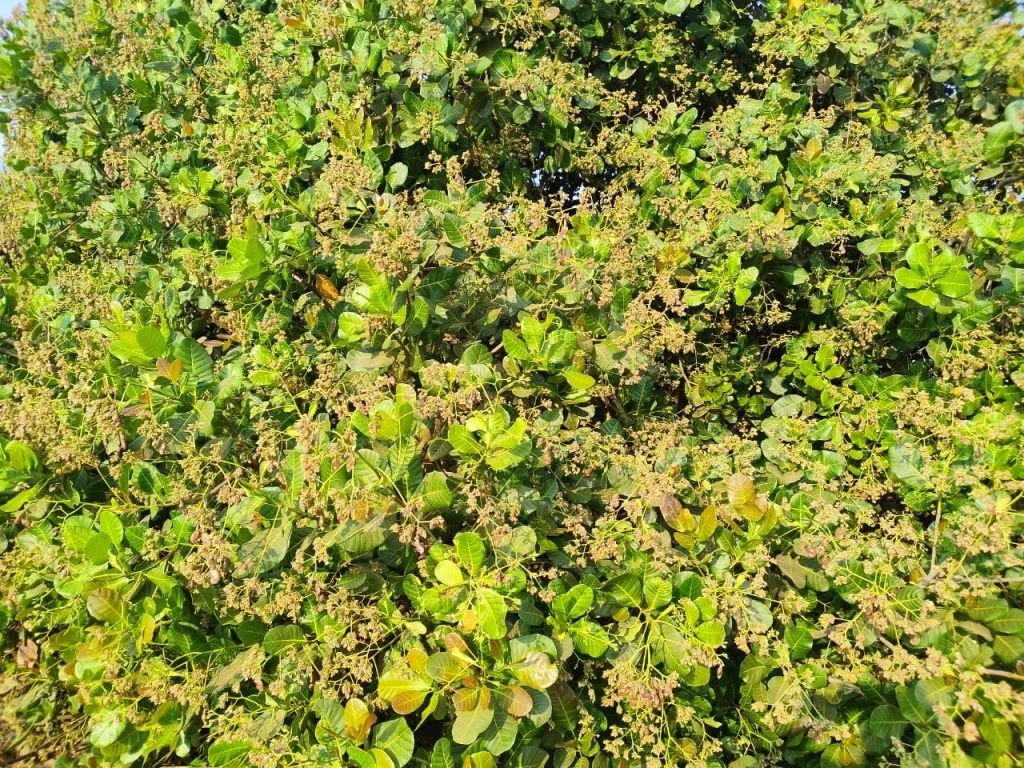 Will cashew nuts get the expected price this year?