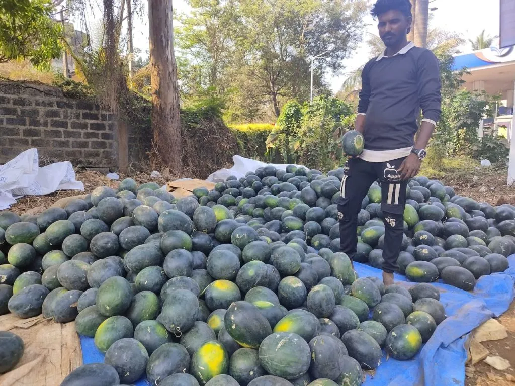 Increase in watermelon arrivals, fall in prices