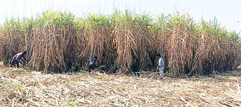 Sugarcane harvesting in the eastern part of the taluka is in the final stage.
