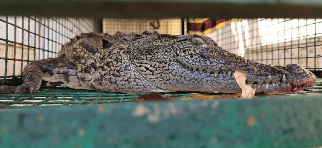 Life saved for crocodile that fell into a well in Tetawali