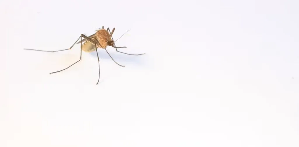 Mosquitoes are able to survive in cold weather