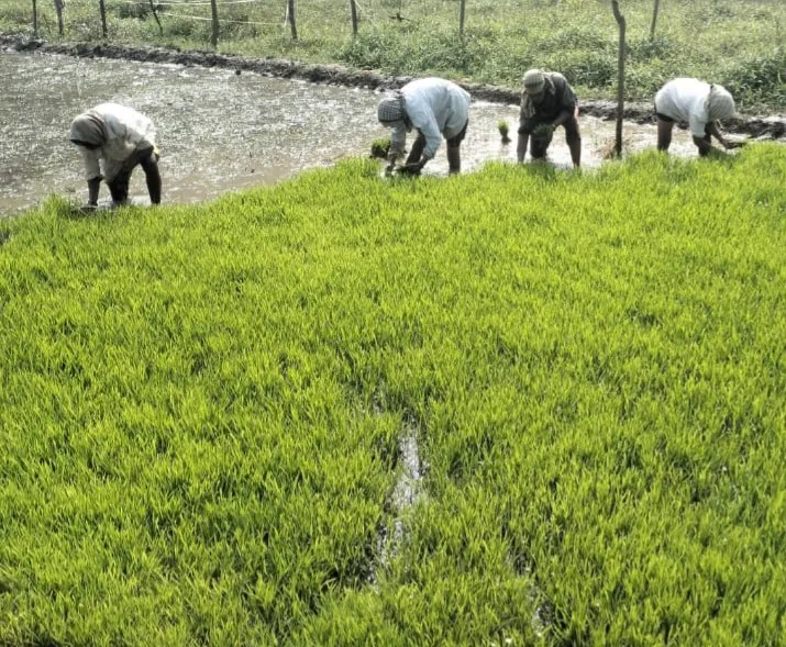 Waingani rice cultivation accelerates in Jamboti area