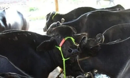 Jativant buffalo sales center of 'Gokul' is heavy!