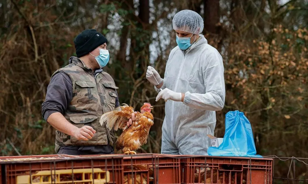 First bird flu patient in Andhra Pradesh