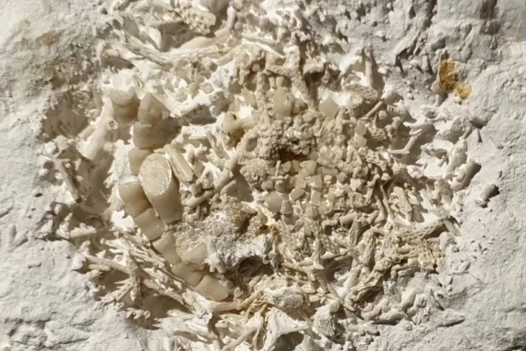 66 million-year-old shark vomit found in Denmark