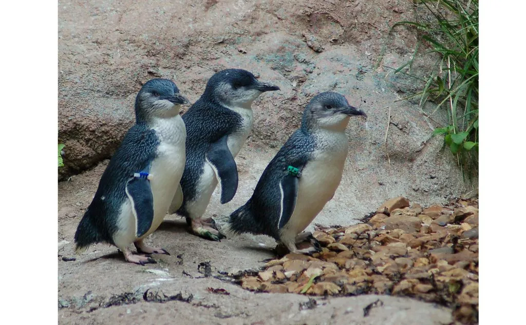 Have you seen Little Penguin?