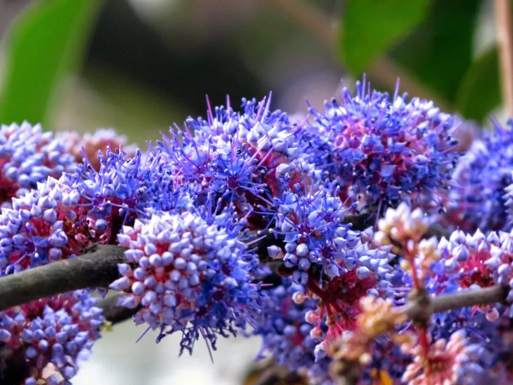 महाबळेश्वर पठार अंजन जातीच्या फुलांनी बहरले Mahabaleshwar plateau blooms with Anjan flowers
