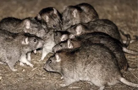 What is rat torture?