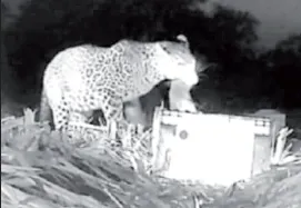 Reunion of leopard and cubs in Nandgaon