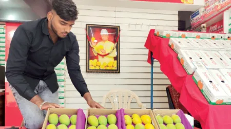 The arrival of the king of fruits in Karad